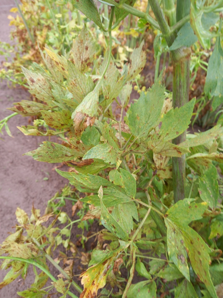 Rdza na lubczyku – konieczne lustracje plantacji