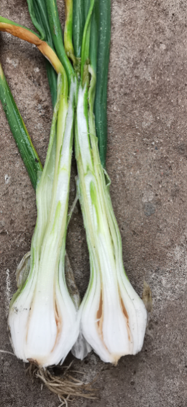 Bakterioza cebuli - Burkholderia cepacia, B. gladioli pv. alliicola, B. gladioli pv. gladioli
