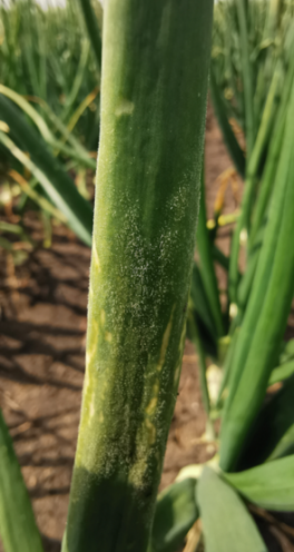 Cebula - Mączniak rzekomy (Peronospora destructor) i Stemphylium vesicarium