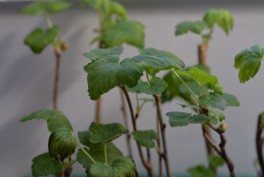 Komunikat w sprawie obniżenia NDP/MRL dla substancji czynnej acetamipryd