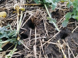 Lokalne szkody powodowane przez gryzonie - podtopienia plantacji