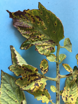 Pomidor gruntowy - Bakteryjna cętkowatość pomidora (Pseudomonas syringae pv. Tomato)