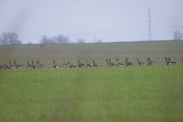 Przedwiośnie - szkody powodowane przez zwierzęta - ptaki na oziminach
