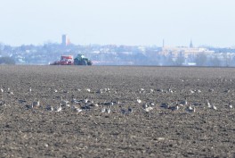 Ptaki w uprawach rolniczych - ciągłe poszukiwanie nowych rozwiązań