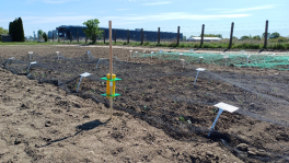 Rolnica zbożówka - Agrotis segetum