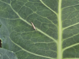 Tantniś krzyżowiaczek – Plutella xylostella