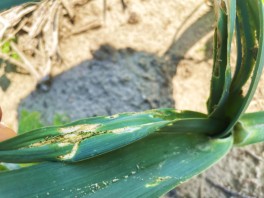 Wgryzka szczypiorka – Acrolepiopsis assectella na porze