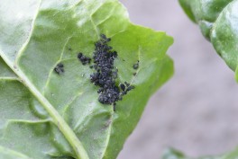 Zagrożenia na plantacjach buraka cukrowego