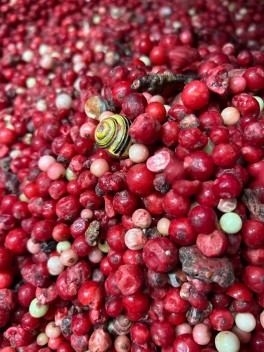 Zagrożenie dla plantacji porzeczki czerwonej i czarnej